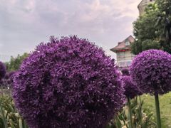 -花博汇(知音花月夜)