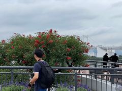 -台场海滨公园船码头