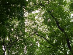-杭州植物园