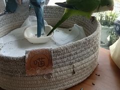 -吉丁鸟咖·异宠·寄养