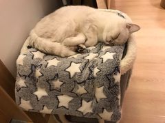 -猫腻·猫咖·撸猫馆(星光大道店)