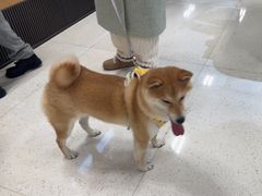 -帕帕拉兹宠物(亚洲旗舰店)