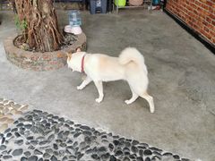 -柴犬高等学院·狗咖·柴犬售卖·宠物训练