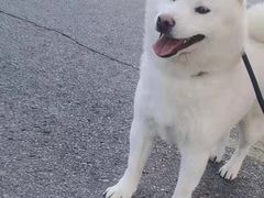 -瑞派宠物医院(搏威敦和院)