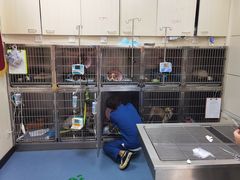 -康成宠物医院24H·CT·核磁共振