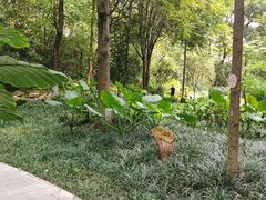 -成都市活水公园