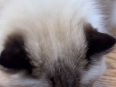 -藏猫猫咖啡主题馆(中央大道店)