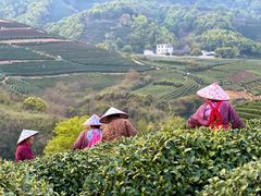 -龙坞茶村