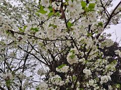 -铁山坪森林公园