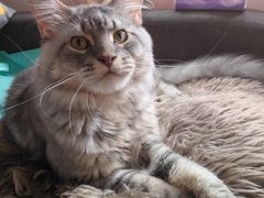 -十年猫舍·猫咪专门店(普陀店)