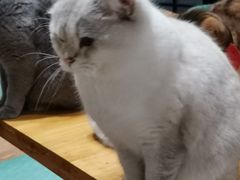 -猫色咖啡·猫咖
