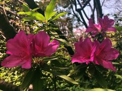 -上海市龙华烈士陵园