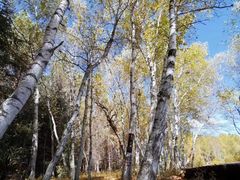 -塞罕坝国家级自然保护区