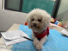 -伟伟宠物医院·CT影像中心·瑞派犬猫综合性门诊(汉口总院)