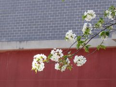 -四川大学(望江校区)