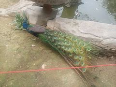 -泉州海丝野生动物世界