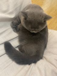 -本小姐美学·半永久纹眉野生眉