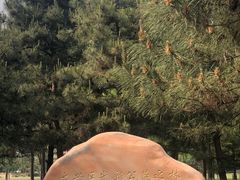 -大兴滨河森林公园