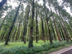 -黄海国家森林公园