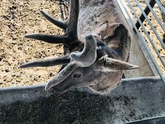 -北京鹿世界主题园