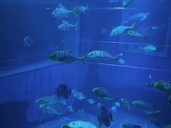 -太平洋海底世界