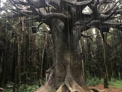 -象山森林公园