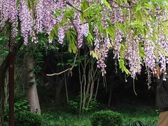 -嘉定紫藤园