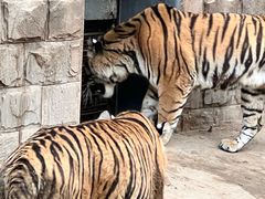 -北京野生动物园