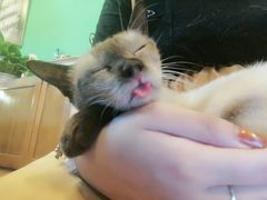 -李小姐の猫咖啡馆(五角场店)