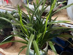 -金陵花卉交易市场