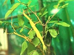 -上海大自然野生昆虫馆(东方明珠·爬宠昆虫探索中心)