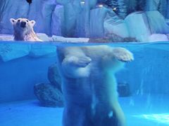 -上海海昌海洋公园-冰山北极馆