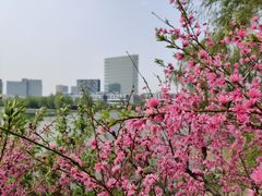 -大兴滨河森林公园