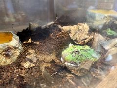 -酷以爬仙阁实体爬宠店·守宫·蜥蜴·专业繁育