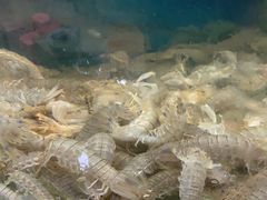 -鑫渔港海鲜本地菜·山海关浑锅(东戴河店)