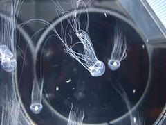 -鹿儿岛水族馆
