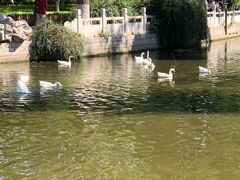-莲花池公园