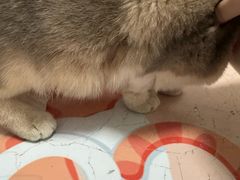 -伟伟宠物医院·瑞派猫友好医院·猫科(光谷店)