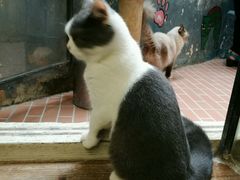 -猫咪博物馆(顶澳仔猫街店)