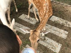 -北京麋鹿生态实验中心
