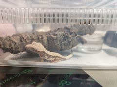 -酷以爬仙阁实体爬宠店·守宫·蜥蜴·专业繁育