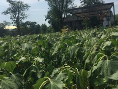 -田园东方蜜桃村的田野营地