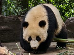 -中国大熊猫保护研究中心雅安碧峰峡基地