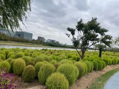 -春花秋色城市公园