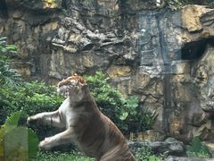 -广州长隆野生动物世界