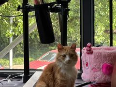 -汪小喵宠物·戴维斯乐芳希施宠馨宝皮毛调理洗护店