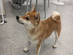 -Let's go狗咖·猫咖·奶狗·桌游(春熙路IFS店)