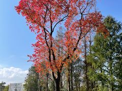 -上海长兴岛郊野公园