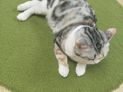 -猫和宫(六道口店)