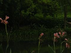 -云溪植物园